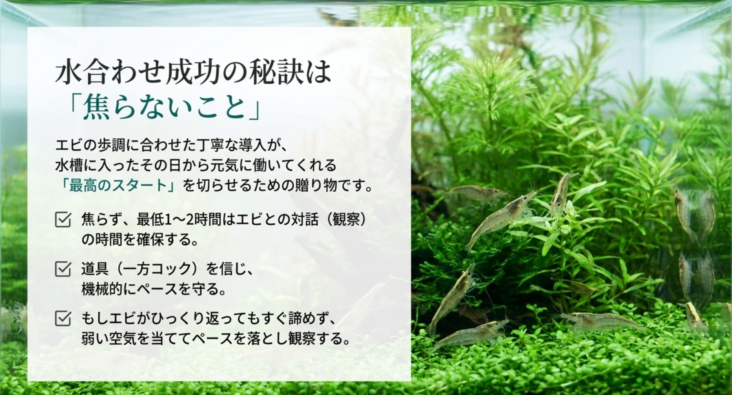 水草水槽でくつろぐヤマトヌマエビと焦らず時間をかけることが成功の鍵だと示すまとめスライド