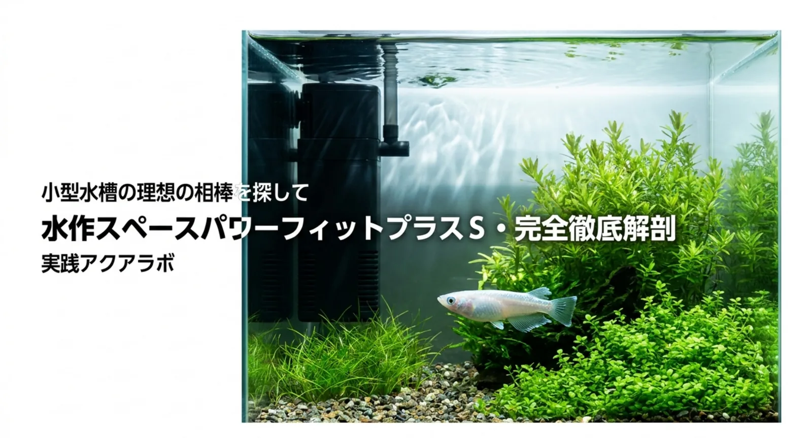 水草水槽に設置した水作スペースパワーフィットプラスSとメダカ