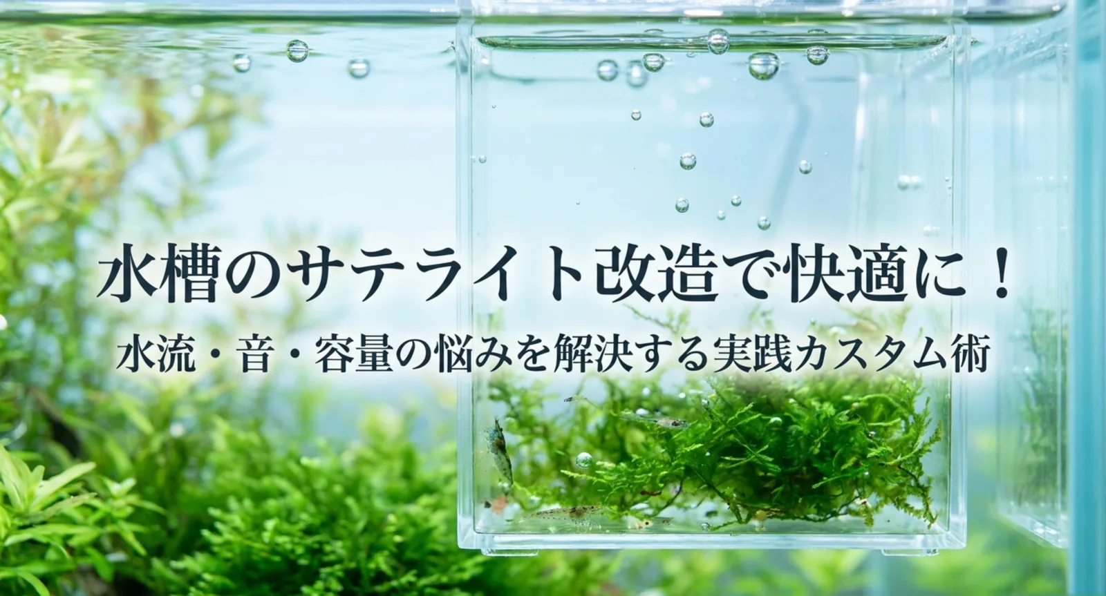 水草と稚魚を入れたサテライト飼育ボックスのイメージ