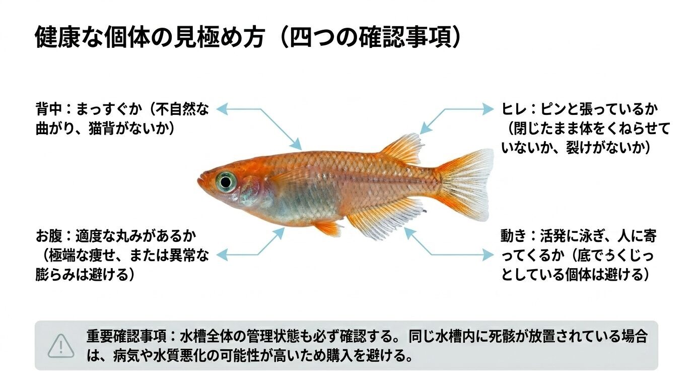 メダカの背中、お腹、ヒレ、動きを確認して健康状態を見極めるためのチェックポイント