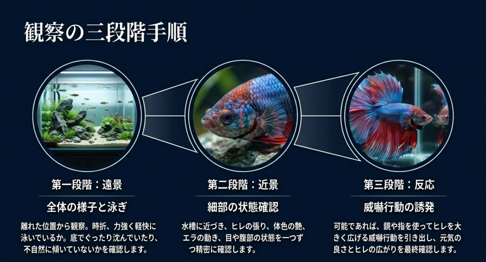遠景で全体、近景で細部、反応で威嚇行動を見るベタ観察の三段階手順