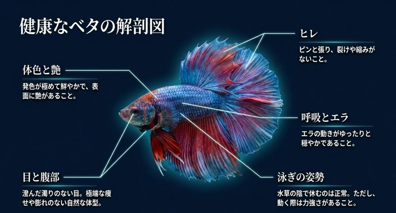 ヒレ・体色・呼吸・泳ぎ・目と腹部の健康サインを示す健康なベタの解剖図