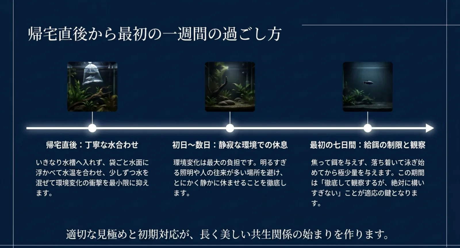 お迎え直後の水合わせ、静かな環境での休息、給餌制限と観察という最初の一週間の過ごし方