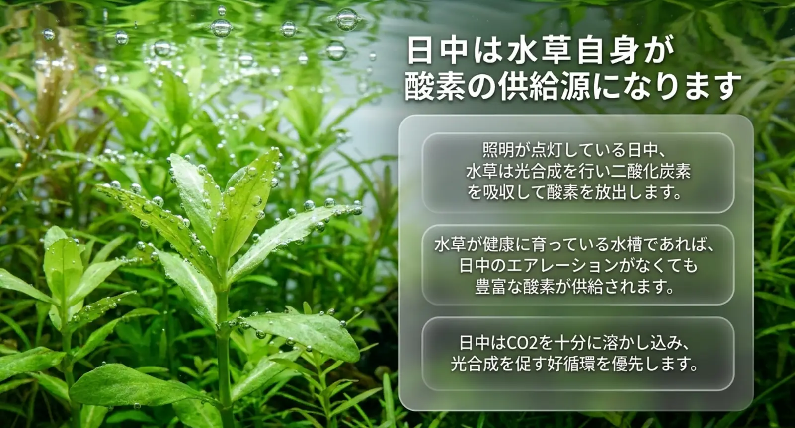 日中の水草が光合成で酸素を放出し、エアレーションなしでも酸素が足りることを示した図