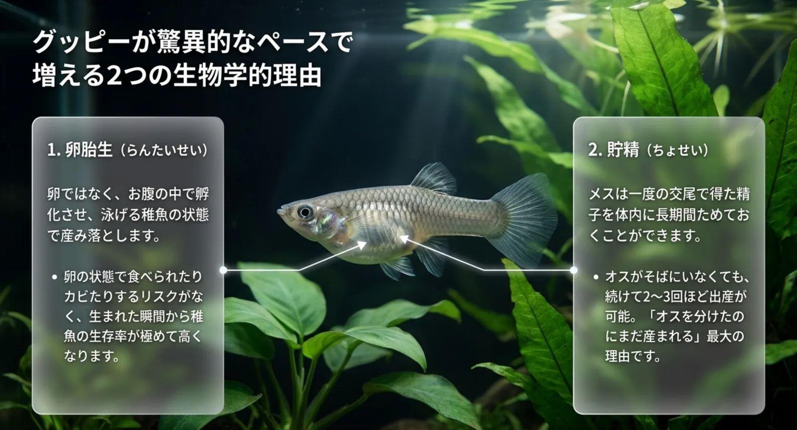 卵胎生と貯精でグッピーが増えやすい生物学的な理由の図