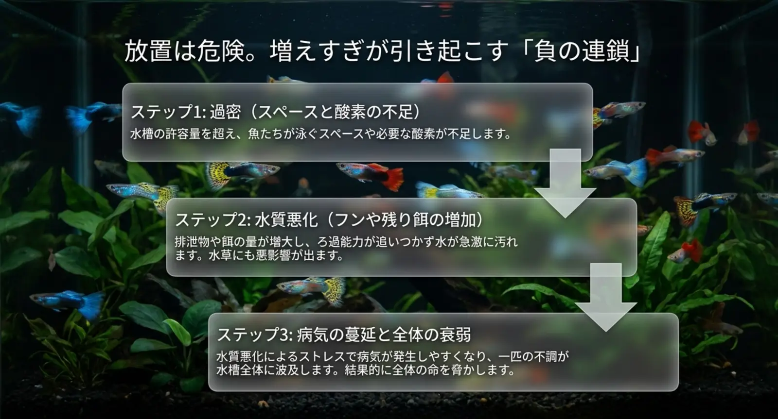 過密から水質悪化・病気へと進む増えすぎの負の連鎖の図