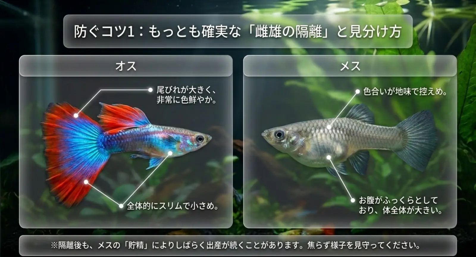 オスとメスの見分け方と雌雄を分けて繁殖を防ぐ方法の図