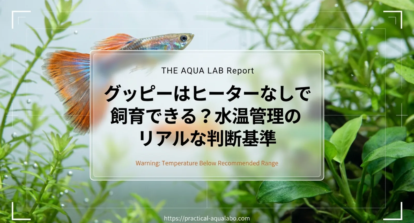 グッピーはヒーターなしで飼育可能?冬夏の水温管理とリスクを解説
