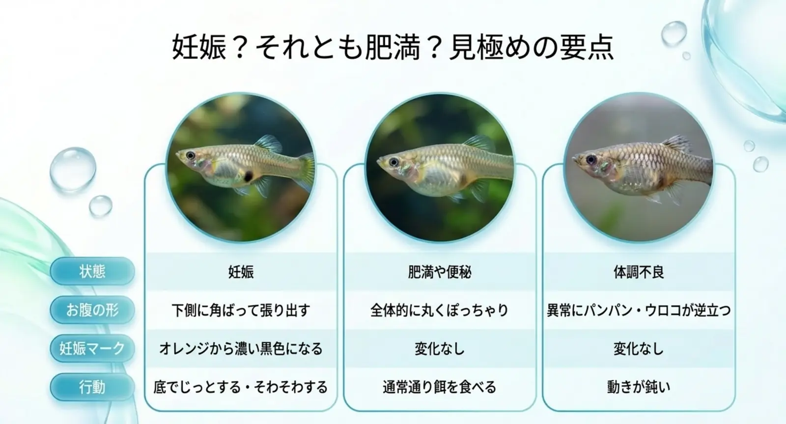 グッピーの妊娠と肥満や体調不良を見分ける比較図