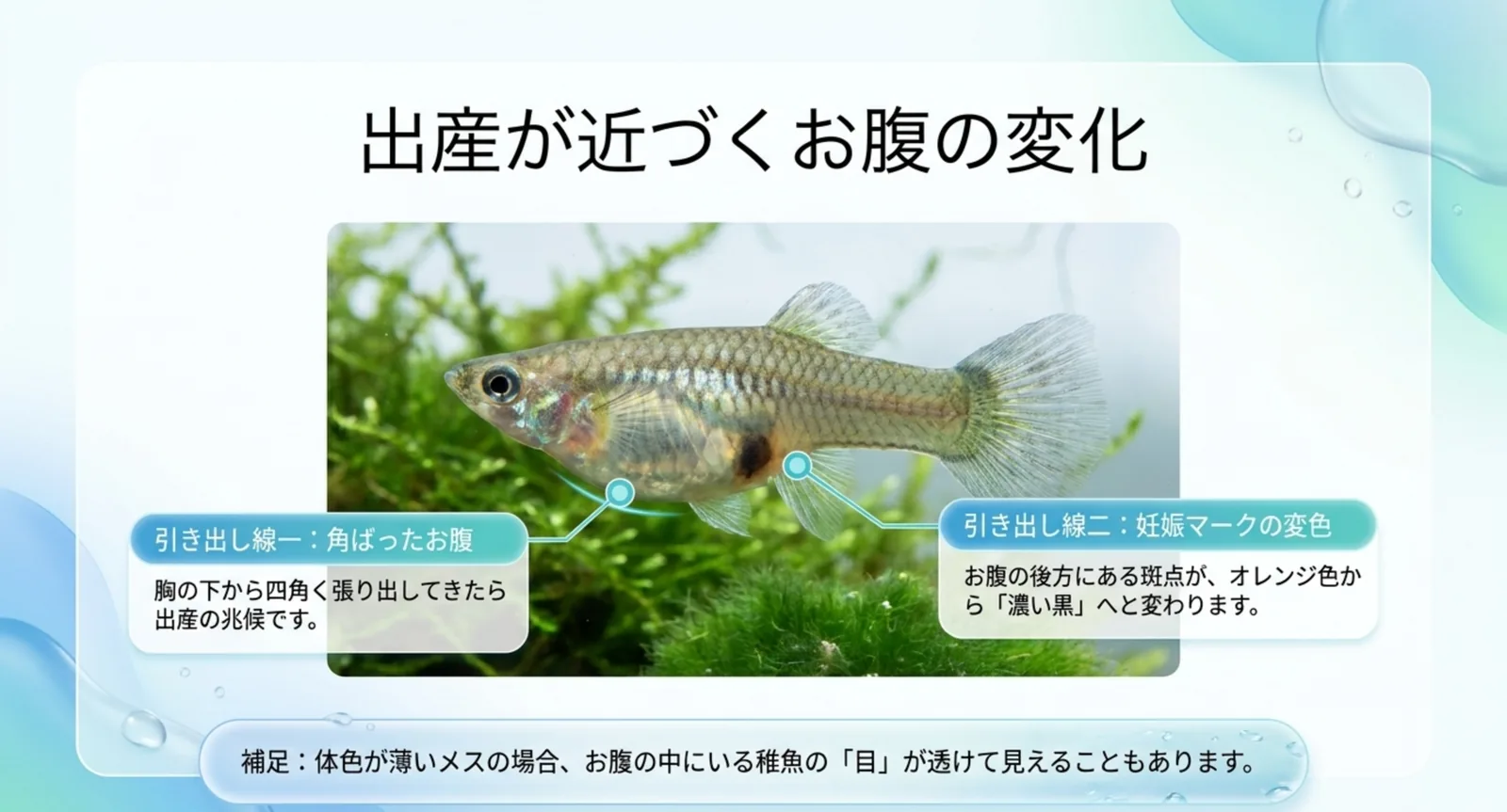 グッピーの角ばったお腹と妊娠マークの変色を示した図