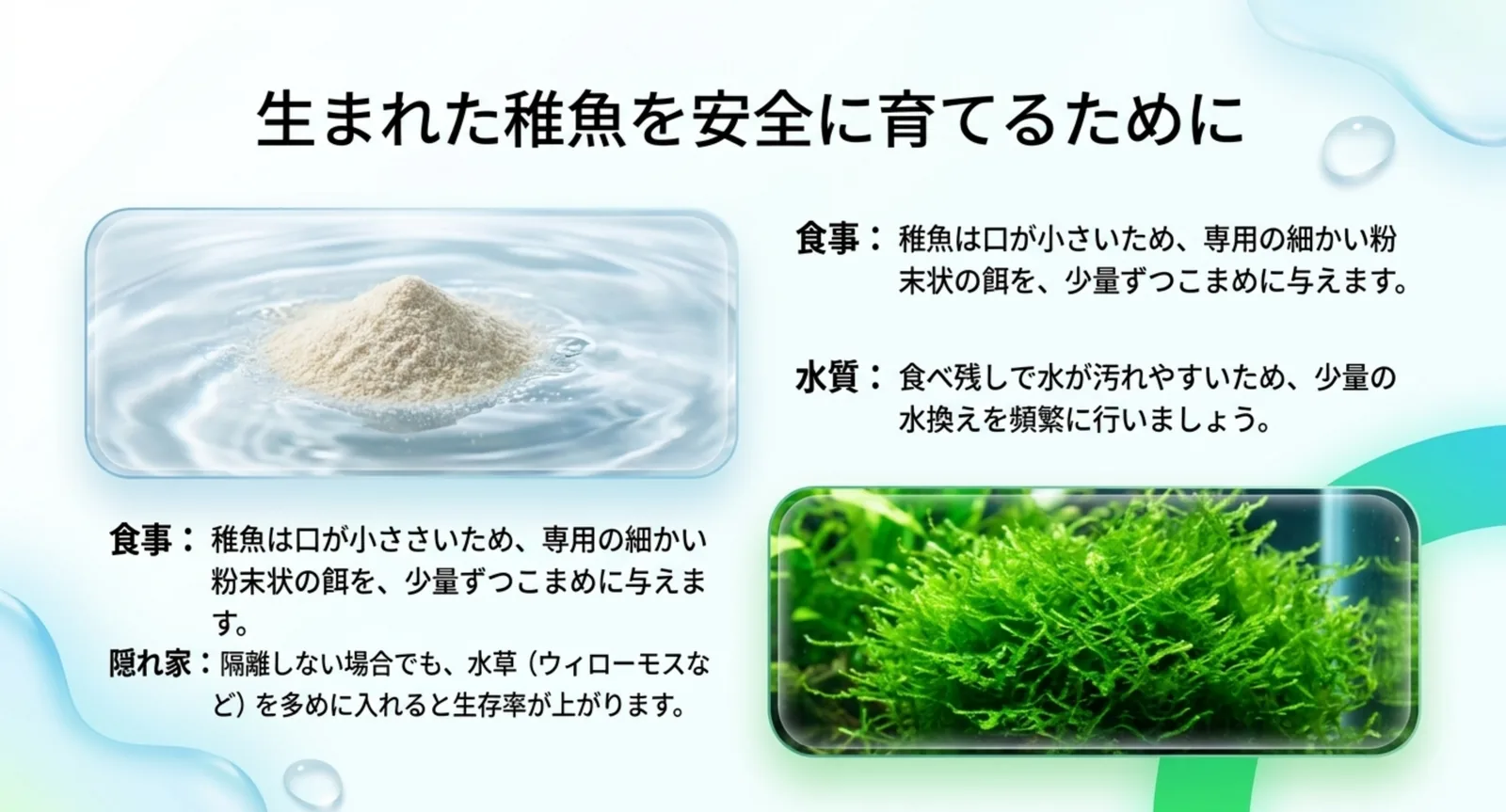 グッピーの稚魚の育て方(餌・水質・隠れ家)の図