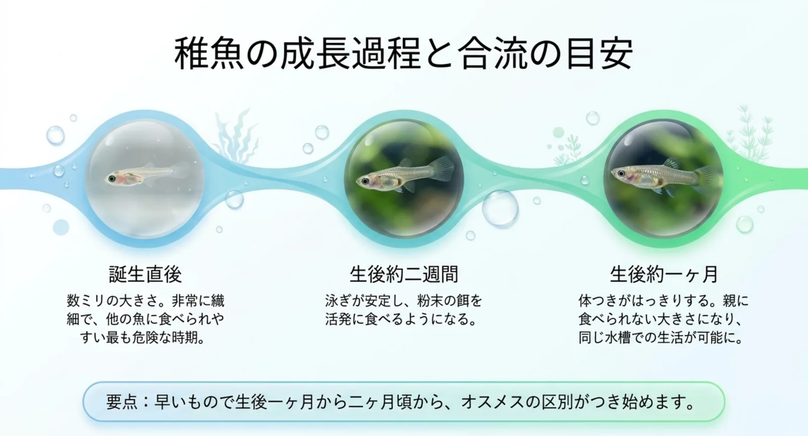 グッピーの稚魚の成長過程と合流時期の目安の図