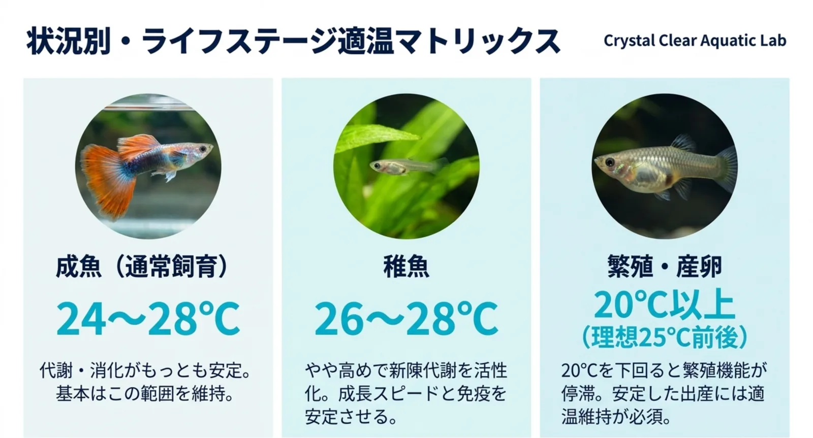 成魚24〜28℃・稚魚26〜28℃・繁殖20℃以上など状況別のグッピーの適温を示したイメージ図