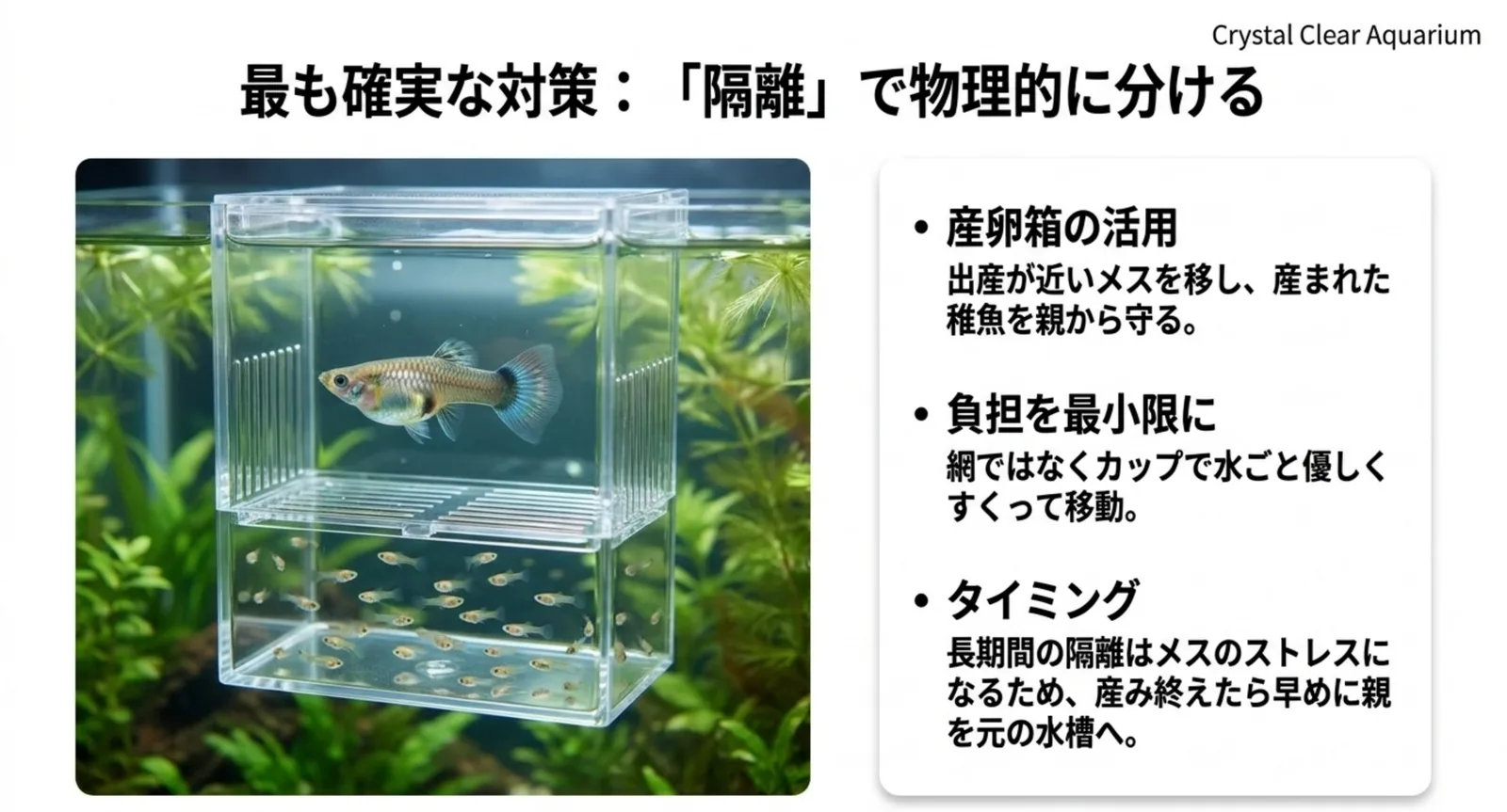 産卵箱で親と稚魚を隔離して稚魚を守る方法を示した図