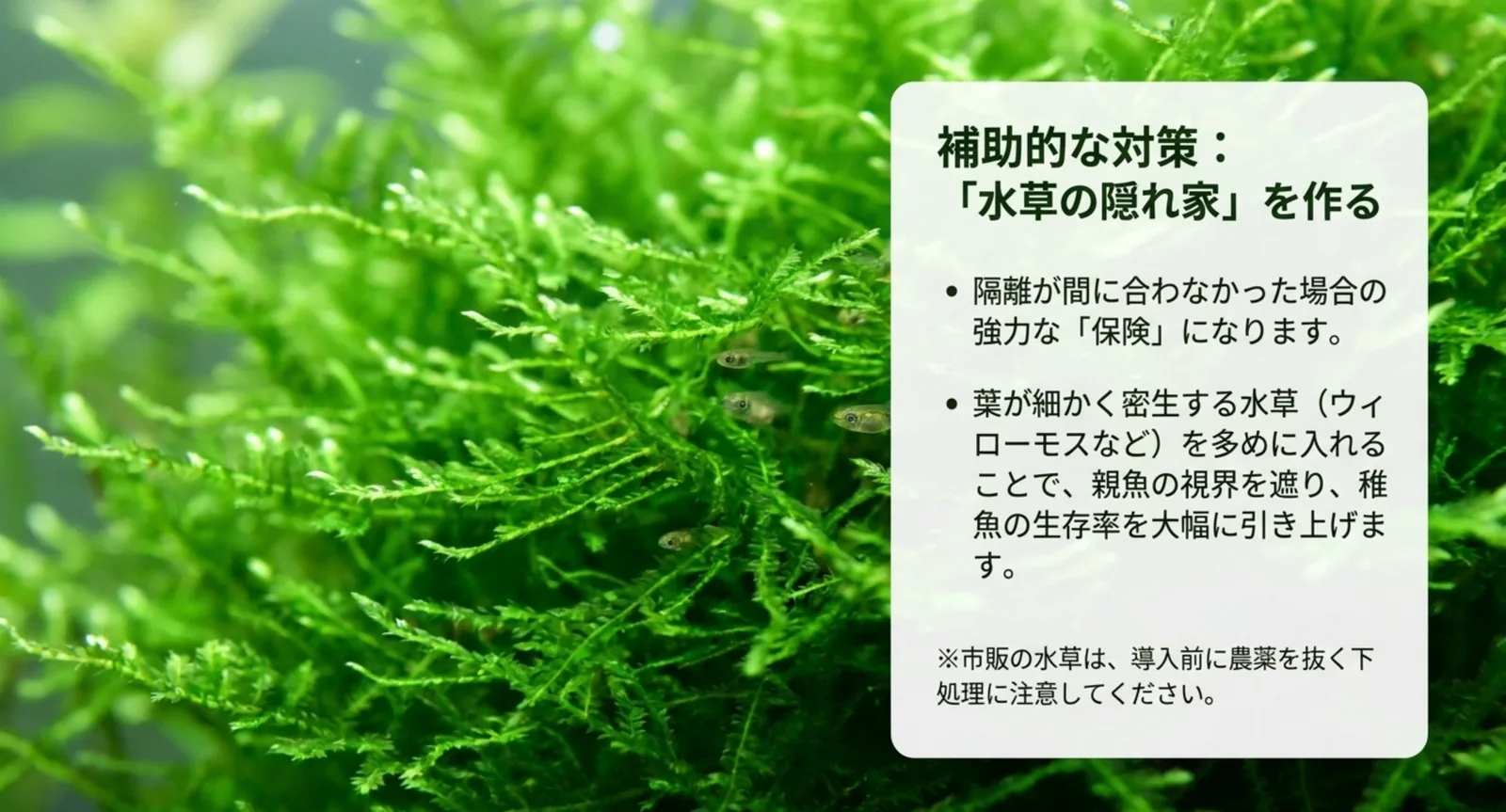 ウィローモスなど水草の隠れ家で稚魚を守る補助対策の図