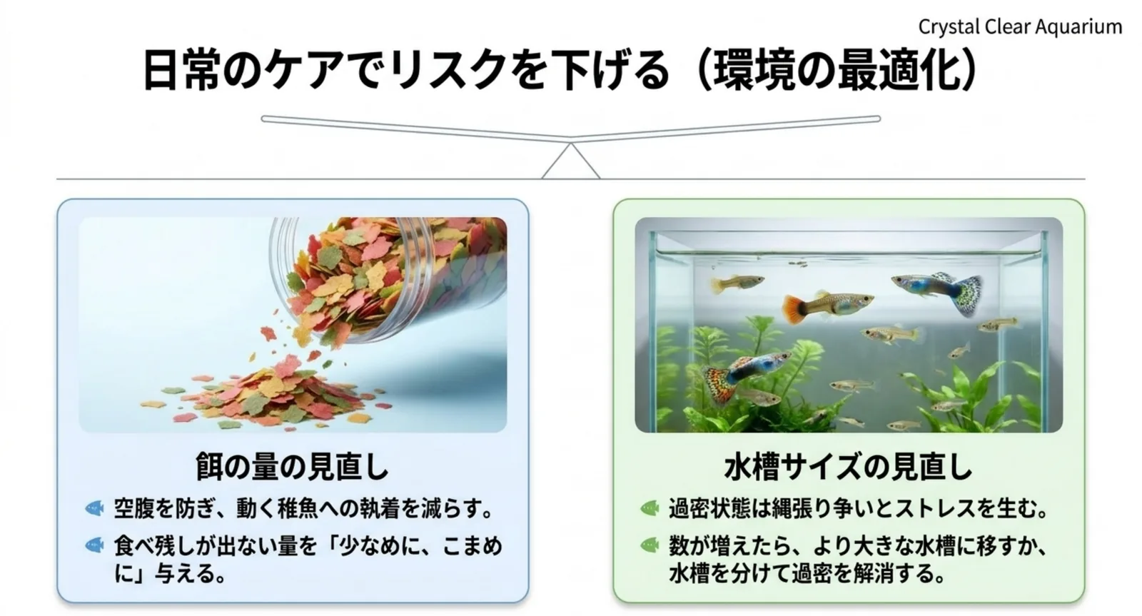餌の量と水槽サイズを見直して共食いを防ぐ環境改善の図