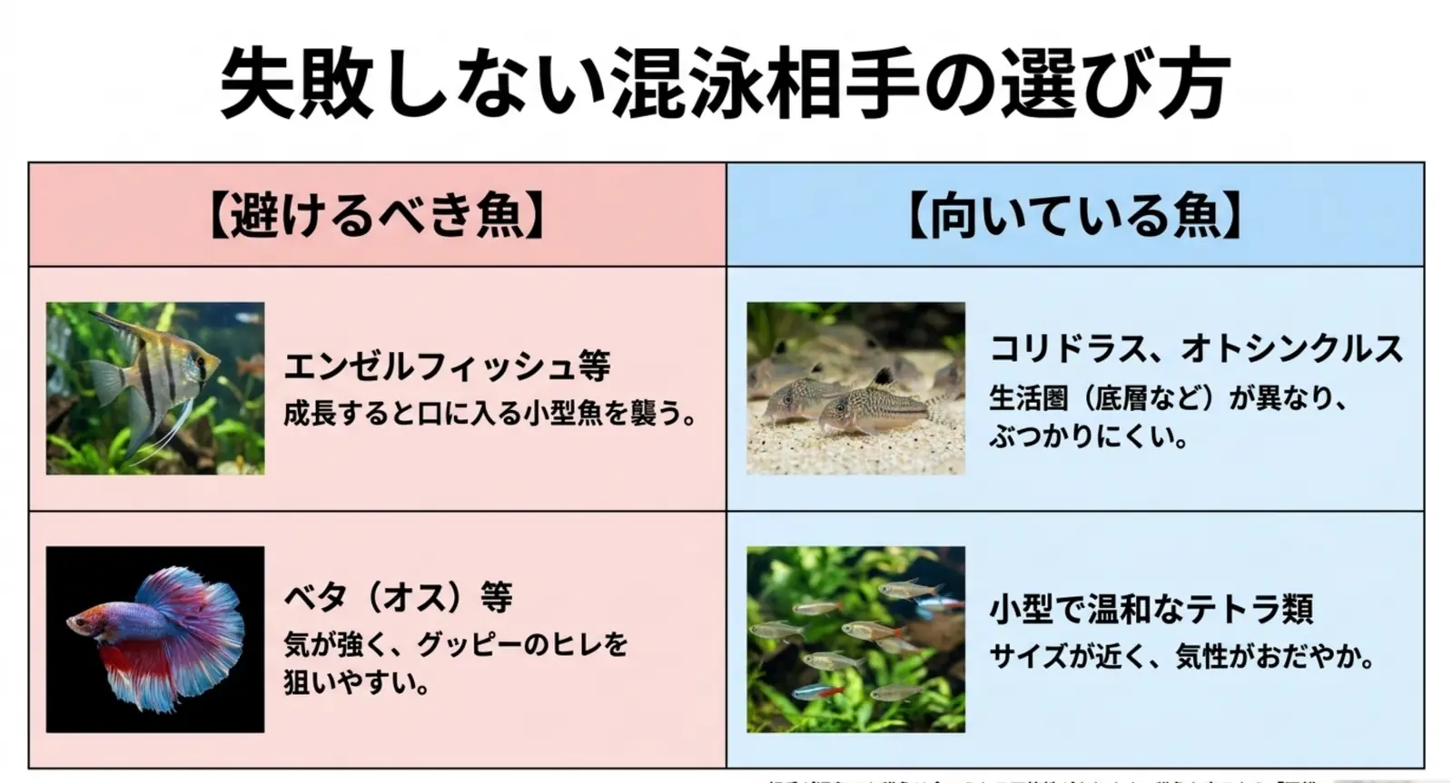 エンゼルやベタは避けコリドラス等が向く混泳相性の比較図