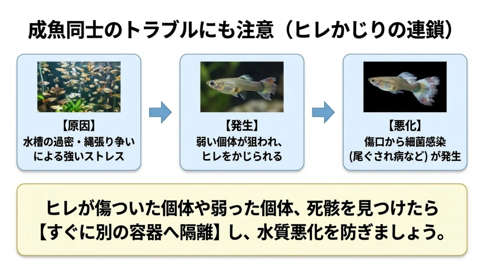 過密によるヒレかじりから尾ぐされ病へつながる連鎖を示した図