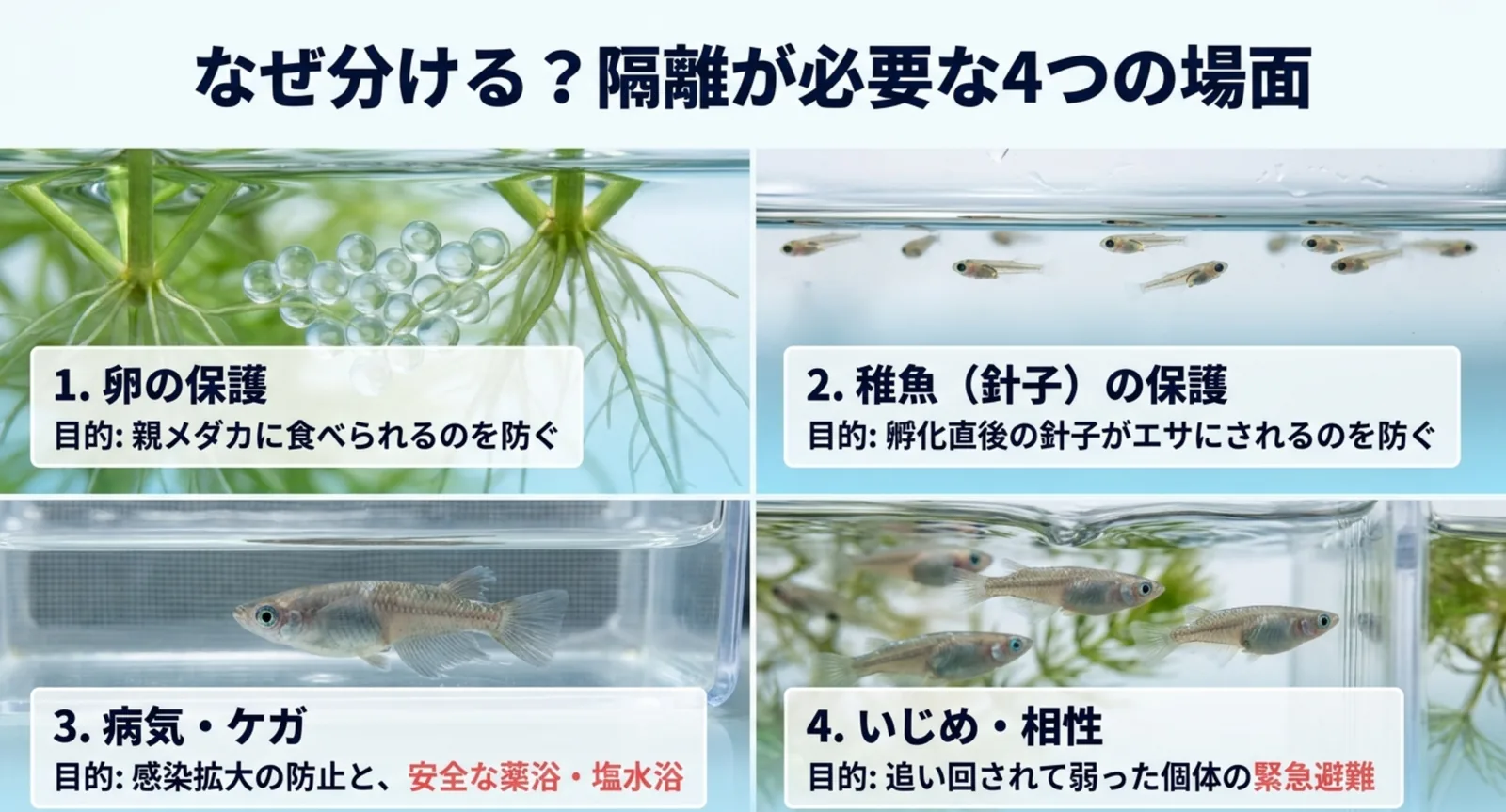 卵の保護・稚魚の保護・病気やケガ・いじめという隔離が必要な4つの場面をまとめた図