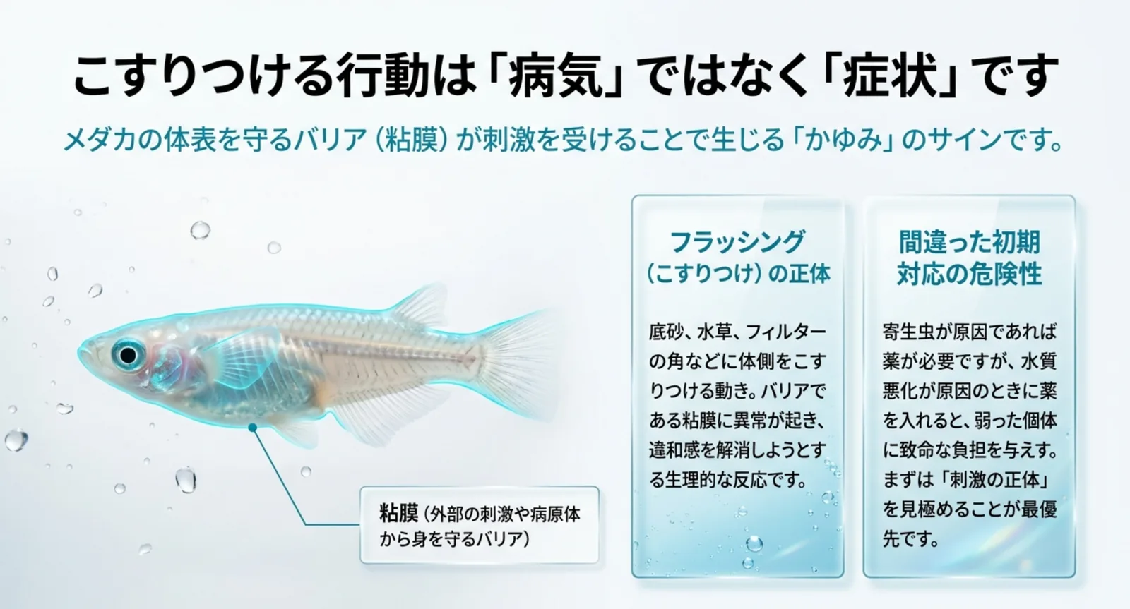 メダカの体表を覆う粘膜の位置と、こすりつける行動が起きる仕組みを示した図