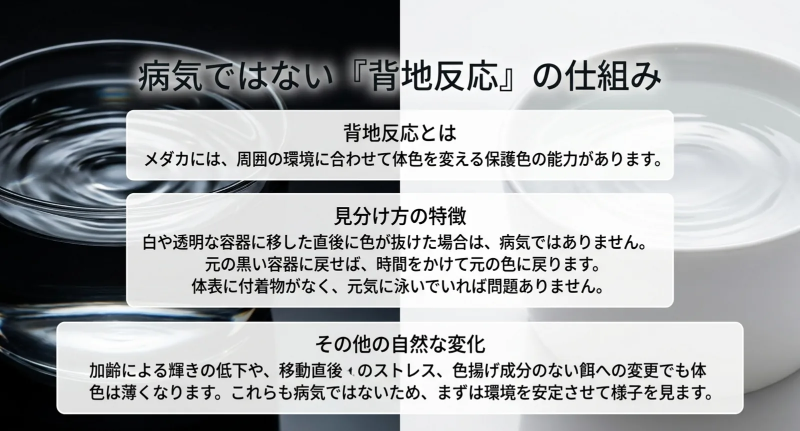 黒い容器と白い容器を並べ、容器の色で体色が変わる背地反応の仕組みを説明した図