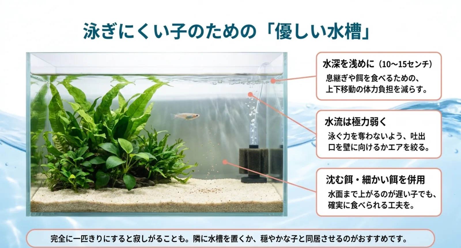 水深を浅くする・水流を弱める・沈む餌を併用するという3つの工夫を示した水槽の図