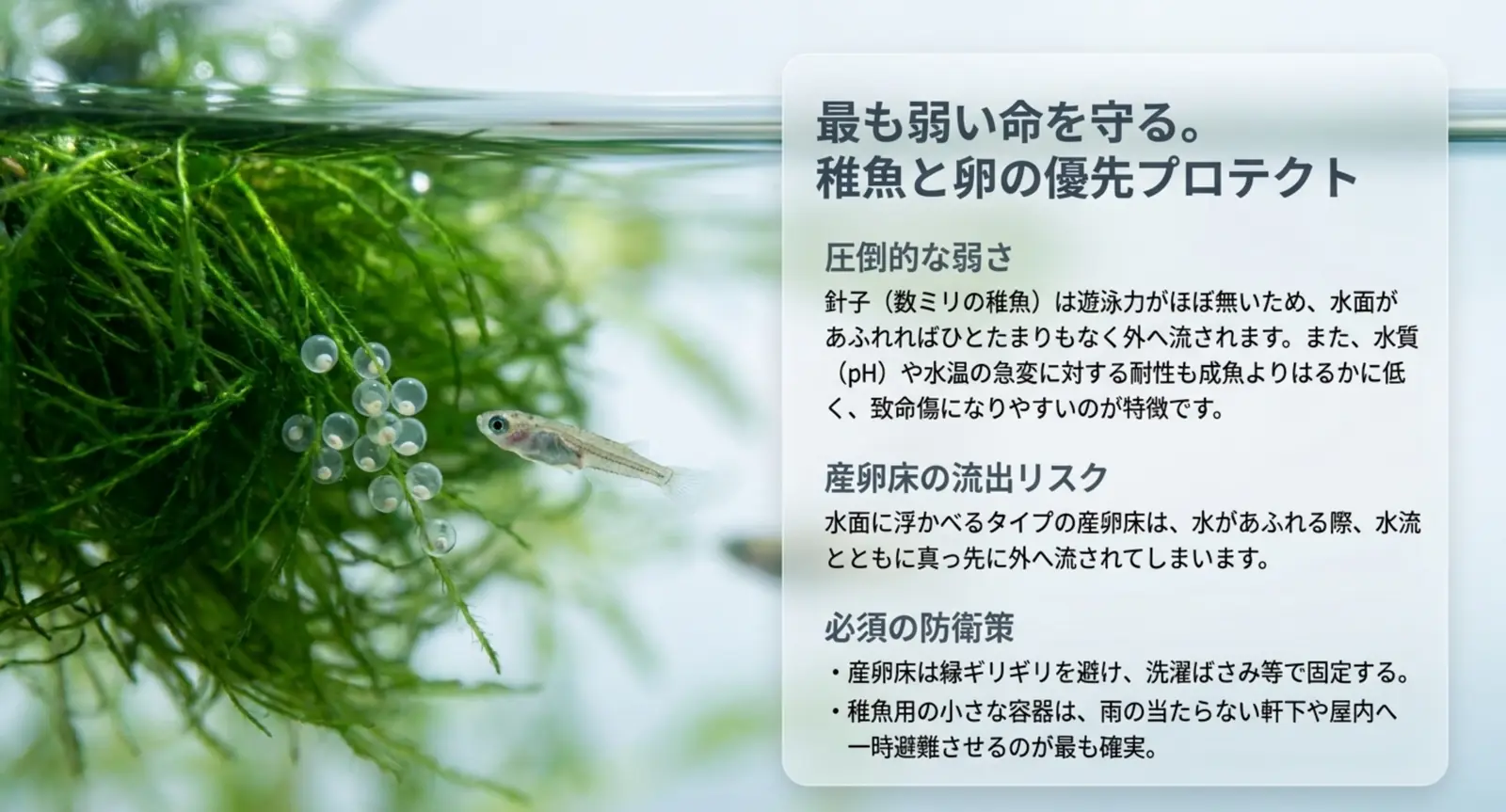 水草に付いた卵と針子の写真に、遊泳力の弱さと産卵床の流出リスク、防衛策をまとめた図
