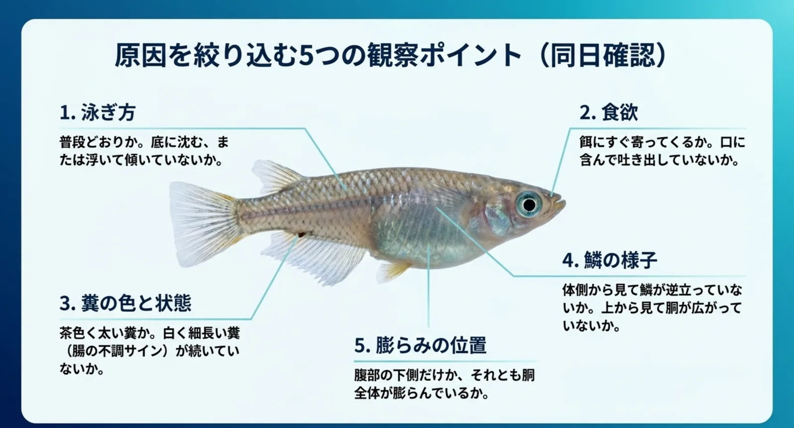 メダカの体に泳ぎ方・食欲・糞・鱗・膨らみの位置という5つの確認箇所を示した図
