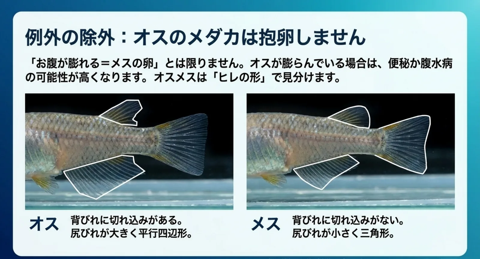 オスとメスのメダカを並べ、背びれの切れ込みと尻びれの形の違いを示した比較図