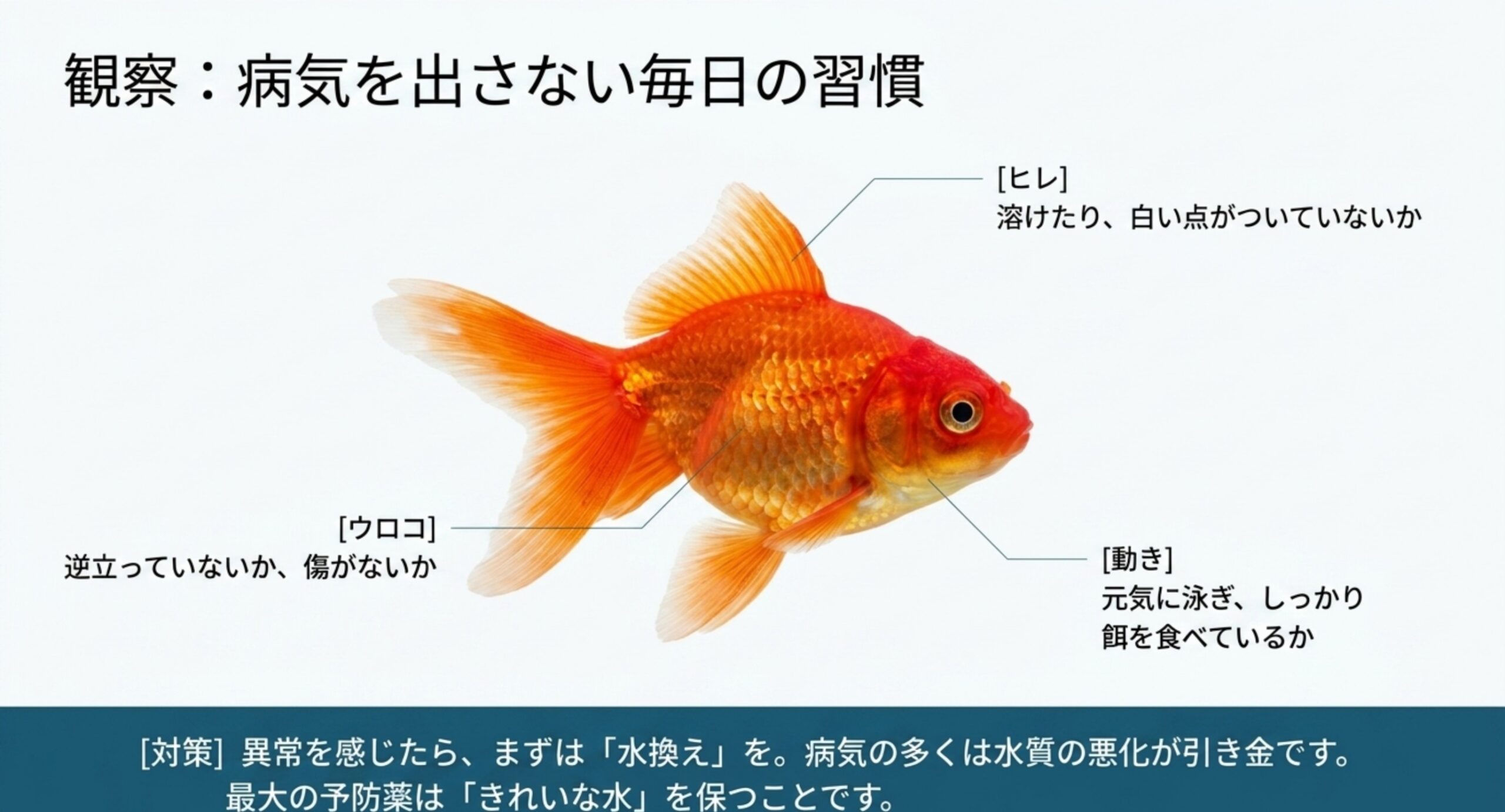 金魚のヒレ・ウロコ・動きをチェックする毎日の健康観察ポイントを示したスライド