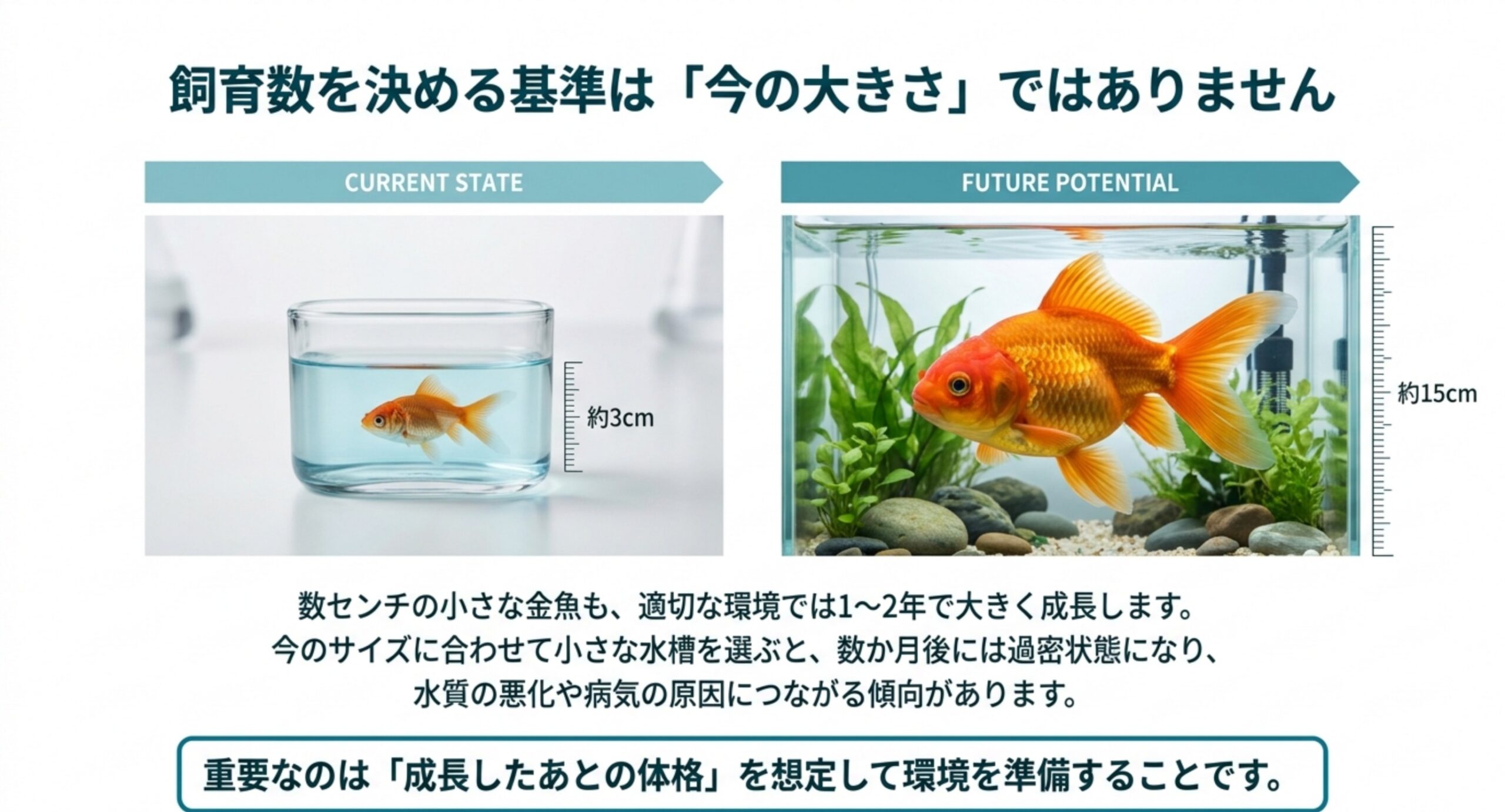 約3cmの小さな金魚が成長して約15cmになる様子を並べ、飼育数は成長後の体格で決めることを示したスライド