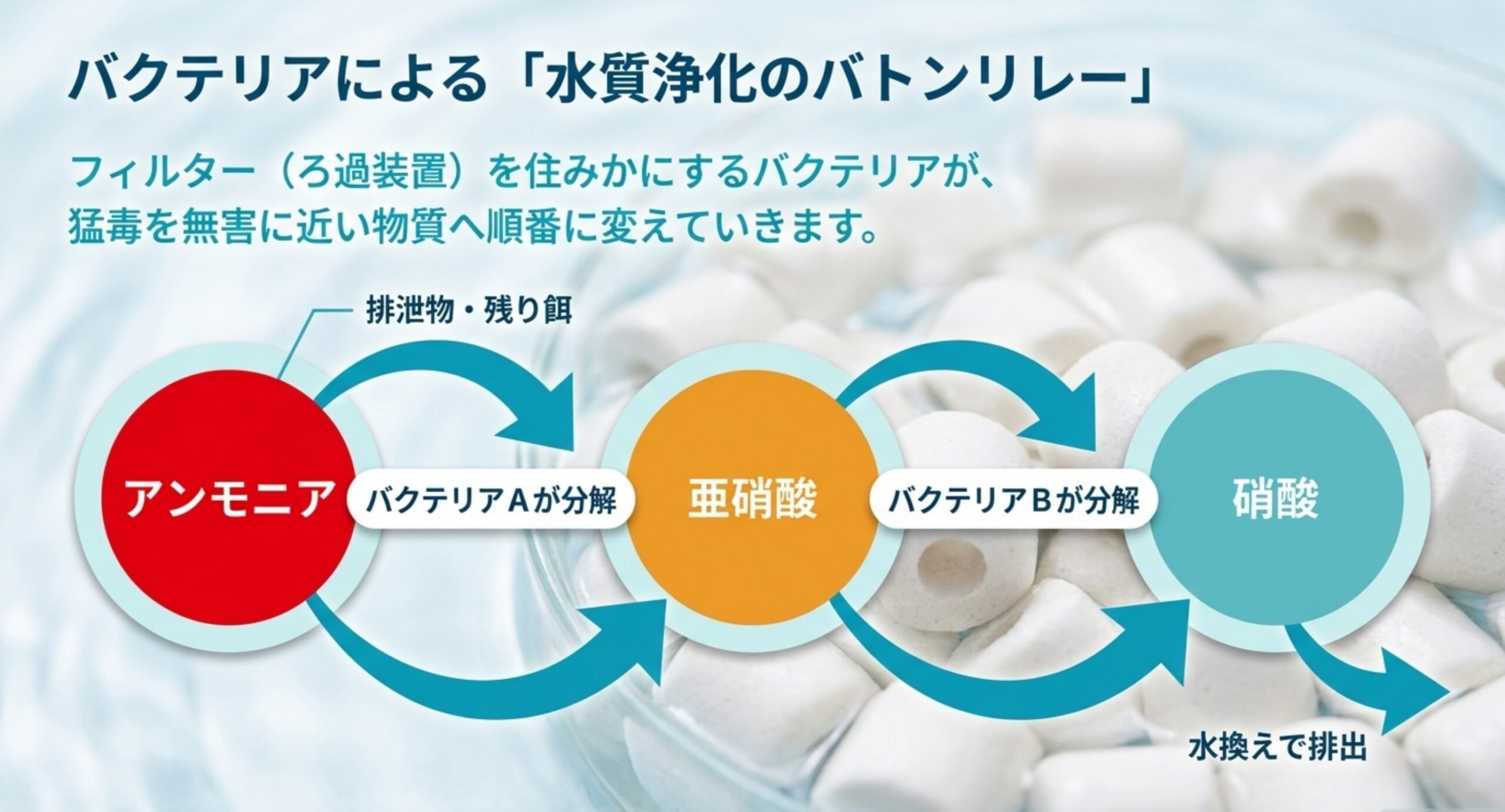 アンモニアを亜硝酸へ、亜硝酸を硝酸へとバクテリアが順に分解する窒素サイクルを示した図
