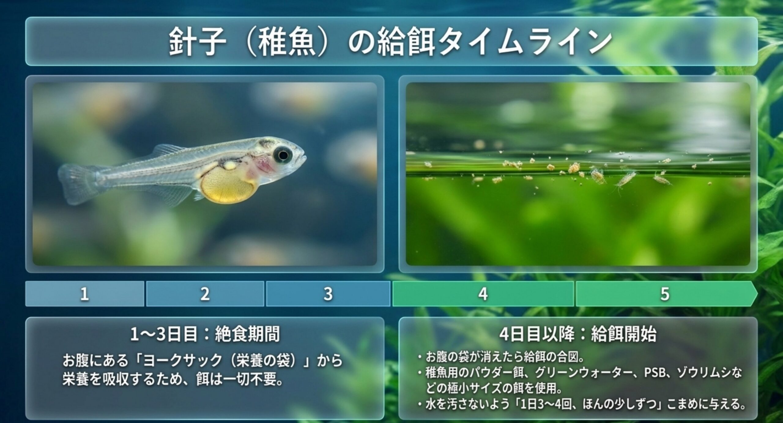 ヨークサックの絶食期間と4日目以降の給餌開始を示した針子育成の図