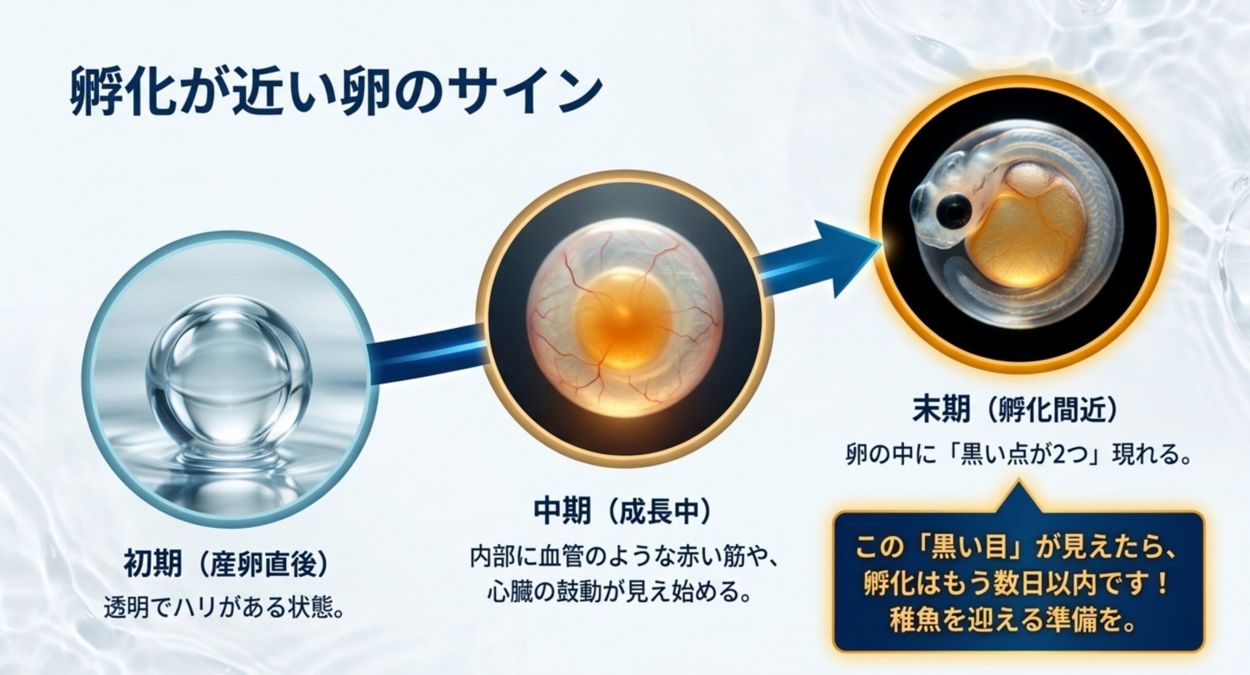 産卵直後から孵化間近まで卵の中で稚魚が育つ様子を3段階で示した図