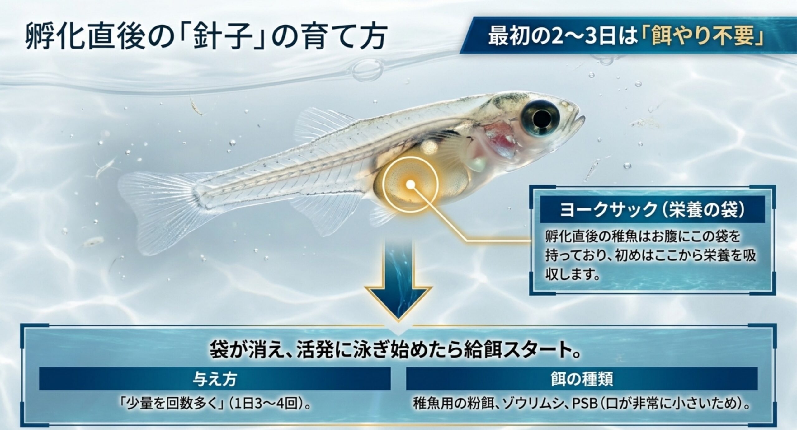 孵化直後の稚魚のヨークサックと餌やり開始のタイミングを示した図