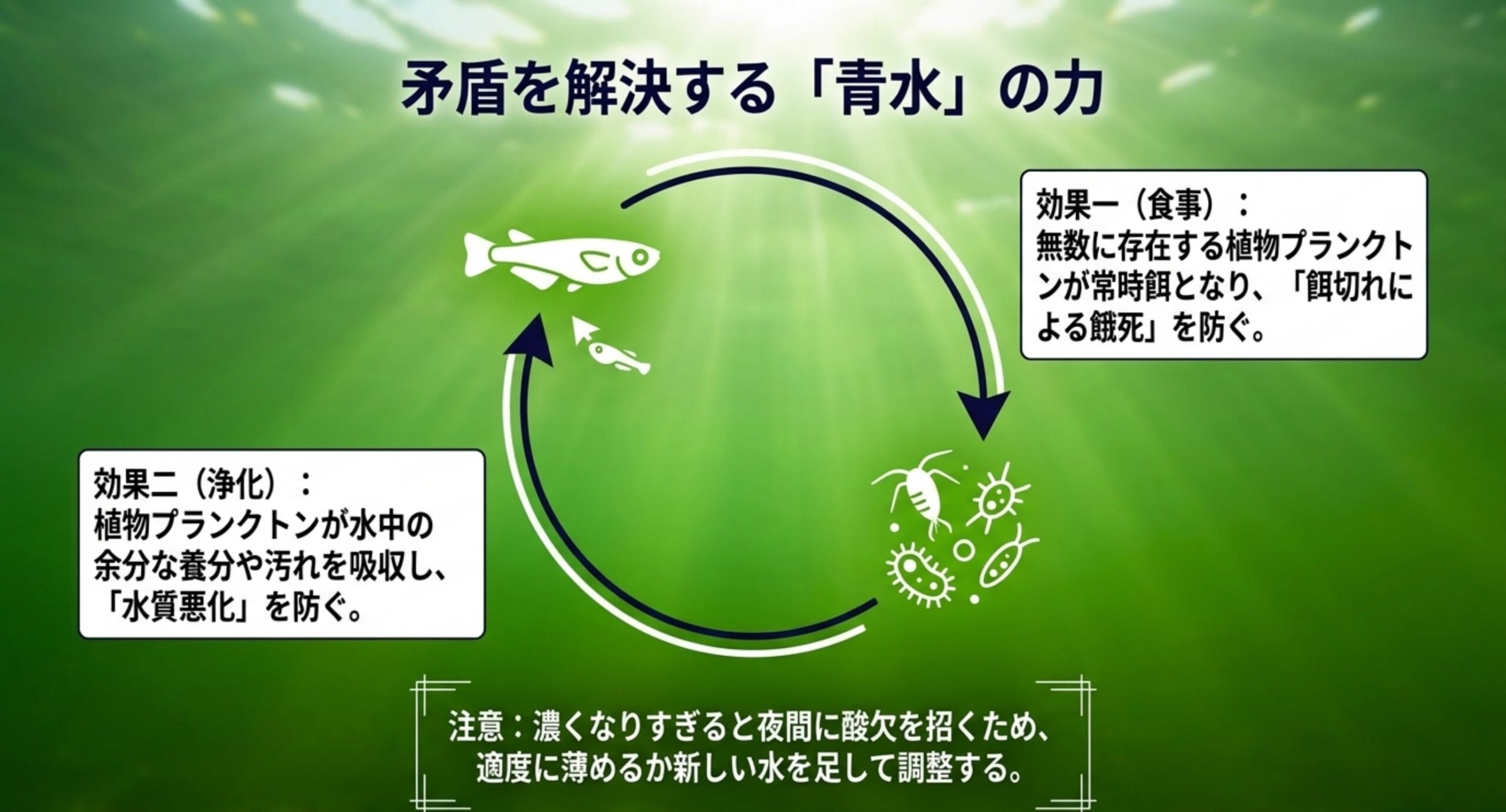 グリーンウォーターが餌と水質浄化の両面で針子を支える仕組みの図