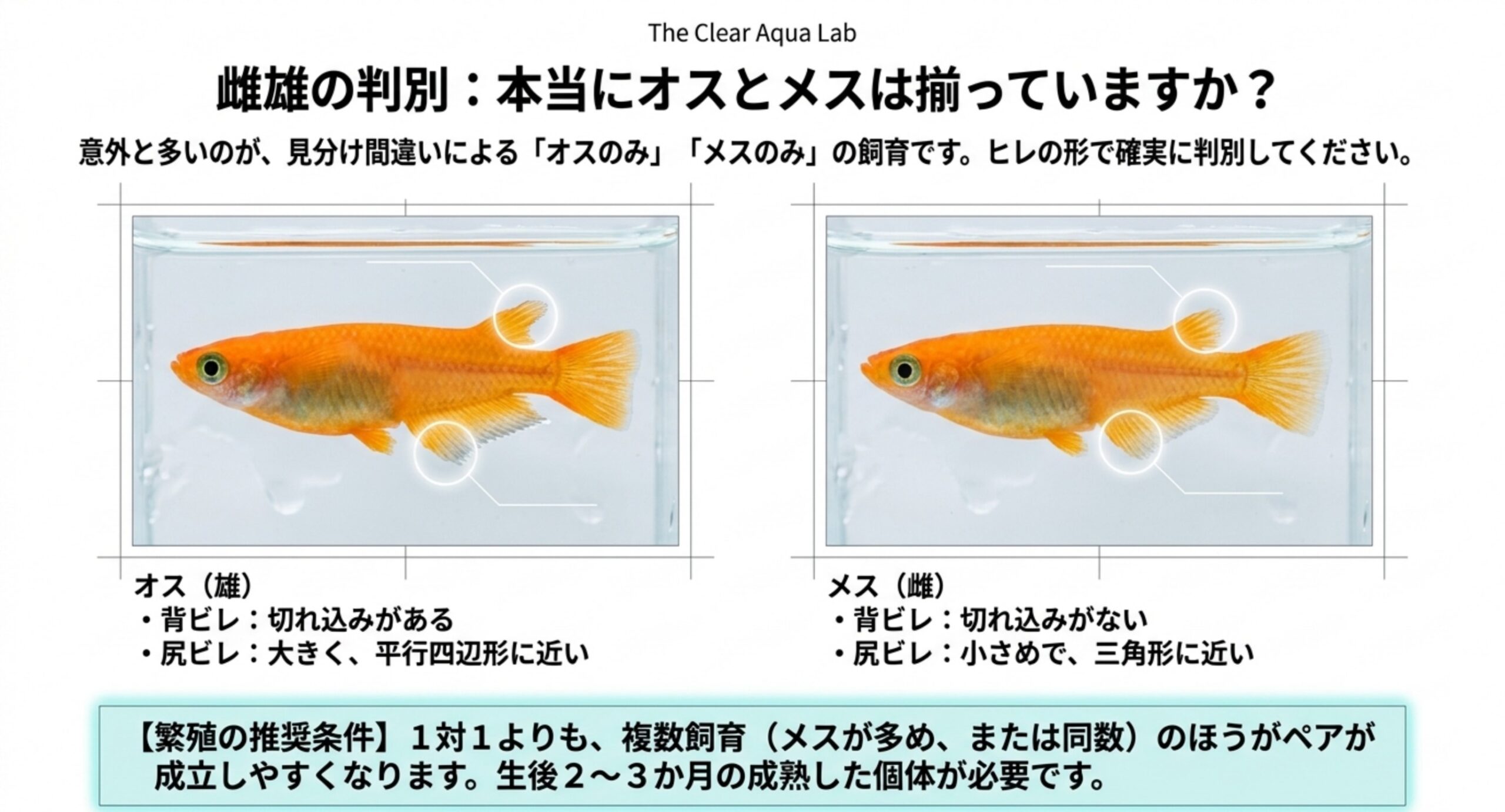 オスとメスの背ビレと尻ビレの形の違いを比較した図