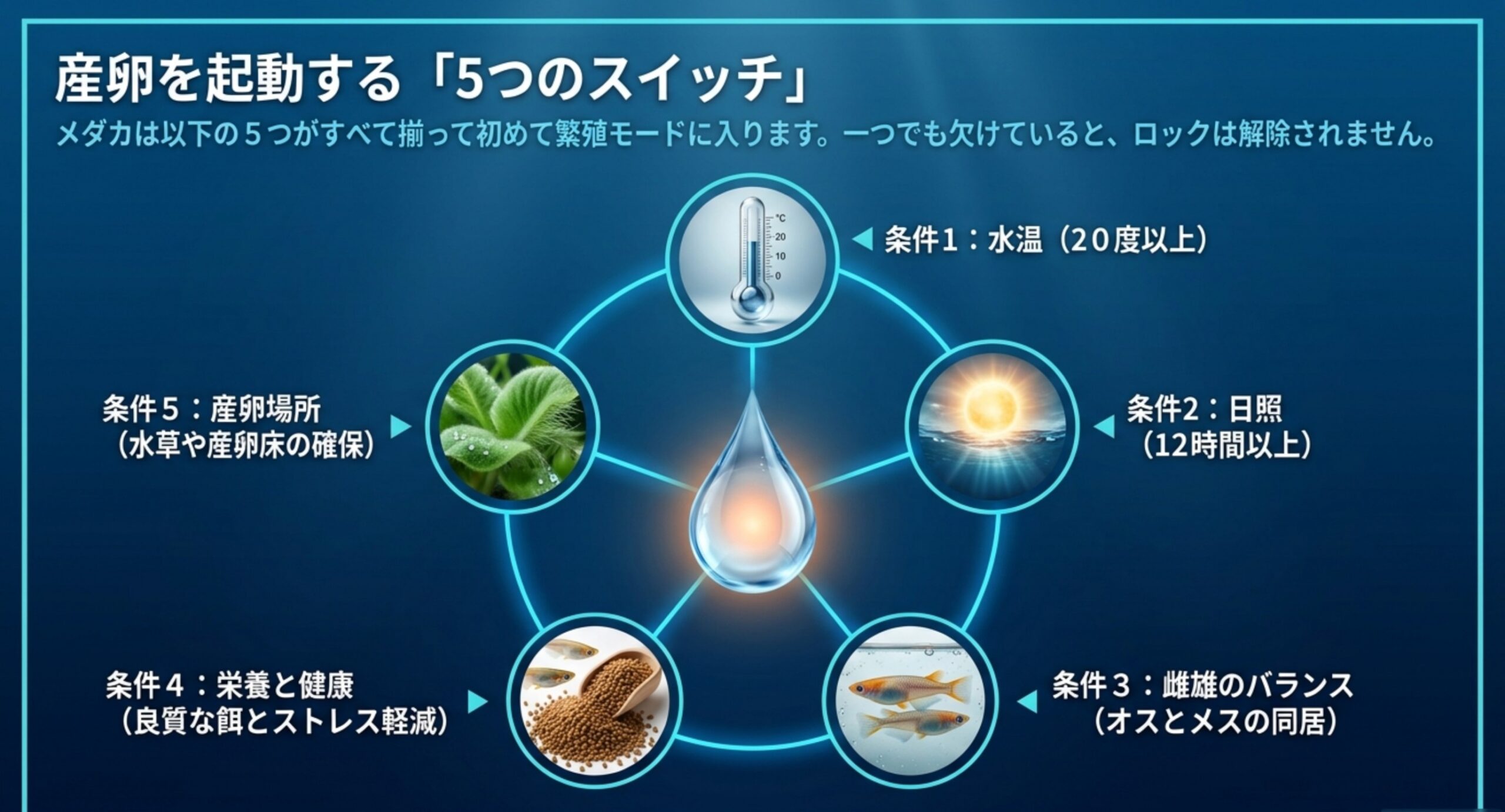 水温・日照・雌雄バランス・栄養と健康・産卵場所という5条件を円環で示した図