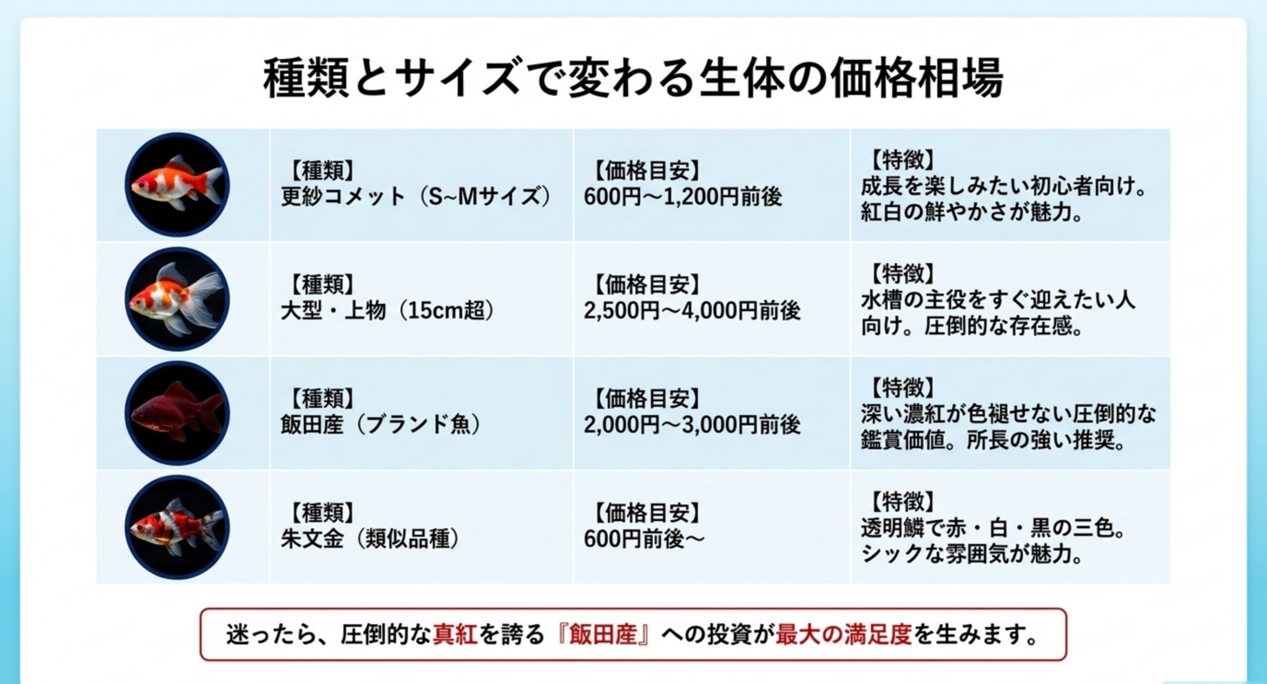 更紗コメット・大型上物・飯田産・朱文金それぞれの価格目安と特徴をまとめた一覧表