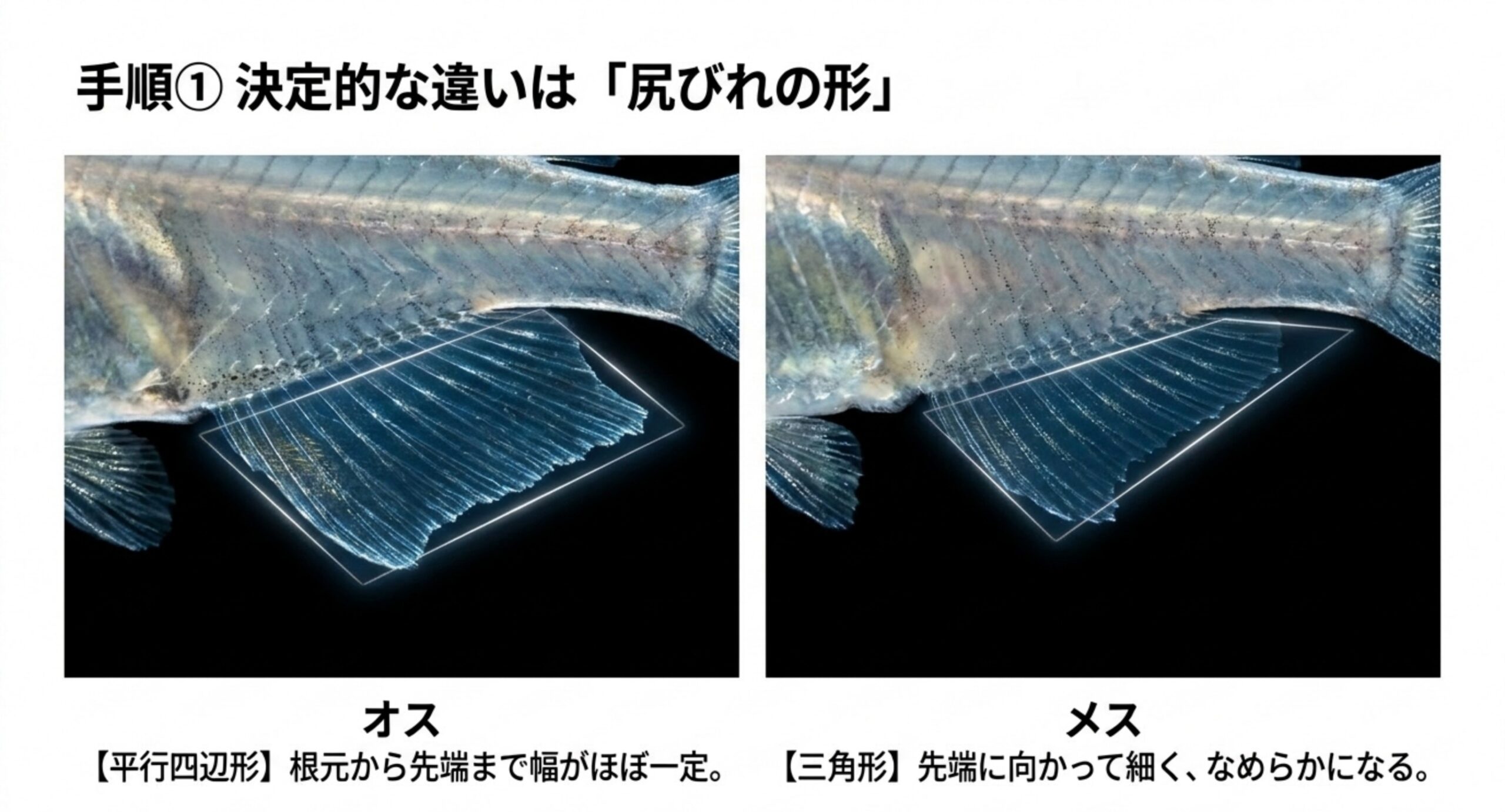 オスは平行四辺形に近く根元から先端まで幅が一定、メスは先端が細くなる三角形に近い尻びれの形の違いを示したイメージ図