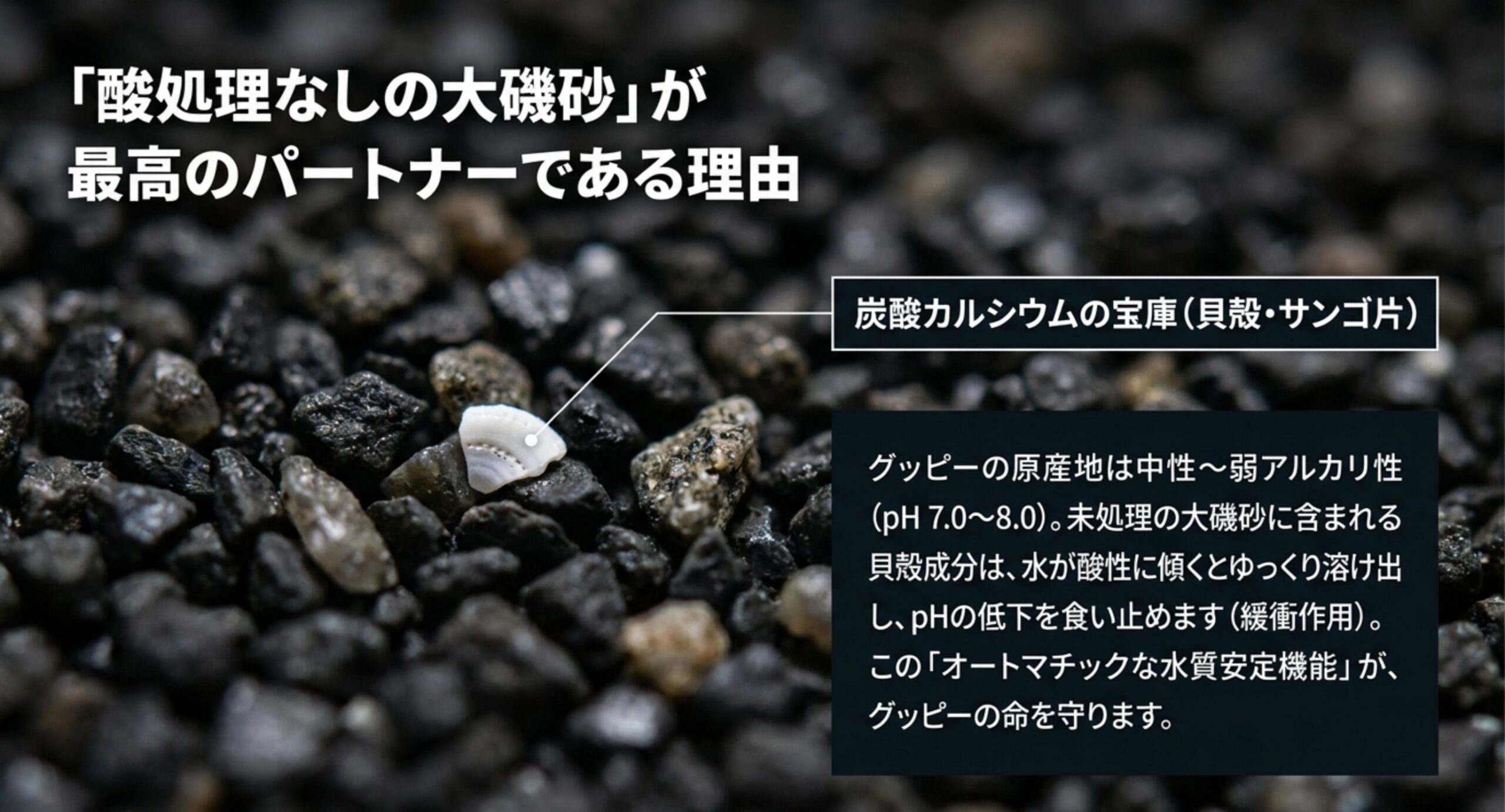 酸処理なしの大磯砂がグッピーに最適な理由 大磯砂に含まれる貝殻が酸性化を防ぐ緩衝作用でpHの低下を食い止める仕組みの解説