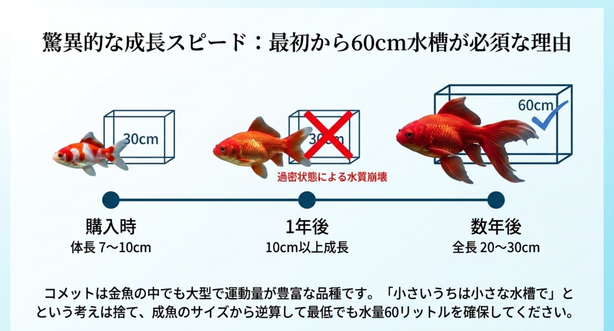 購入時から数年で全長20〜30cmに成長し60cm水槽が必要になる過程を示す図解