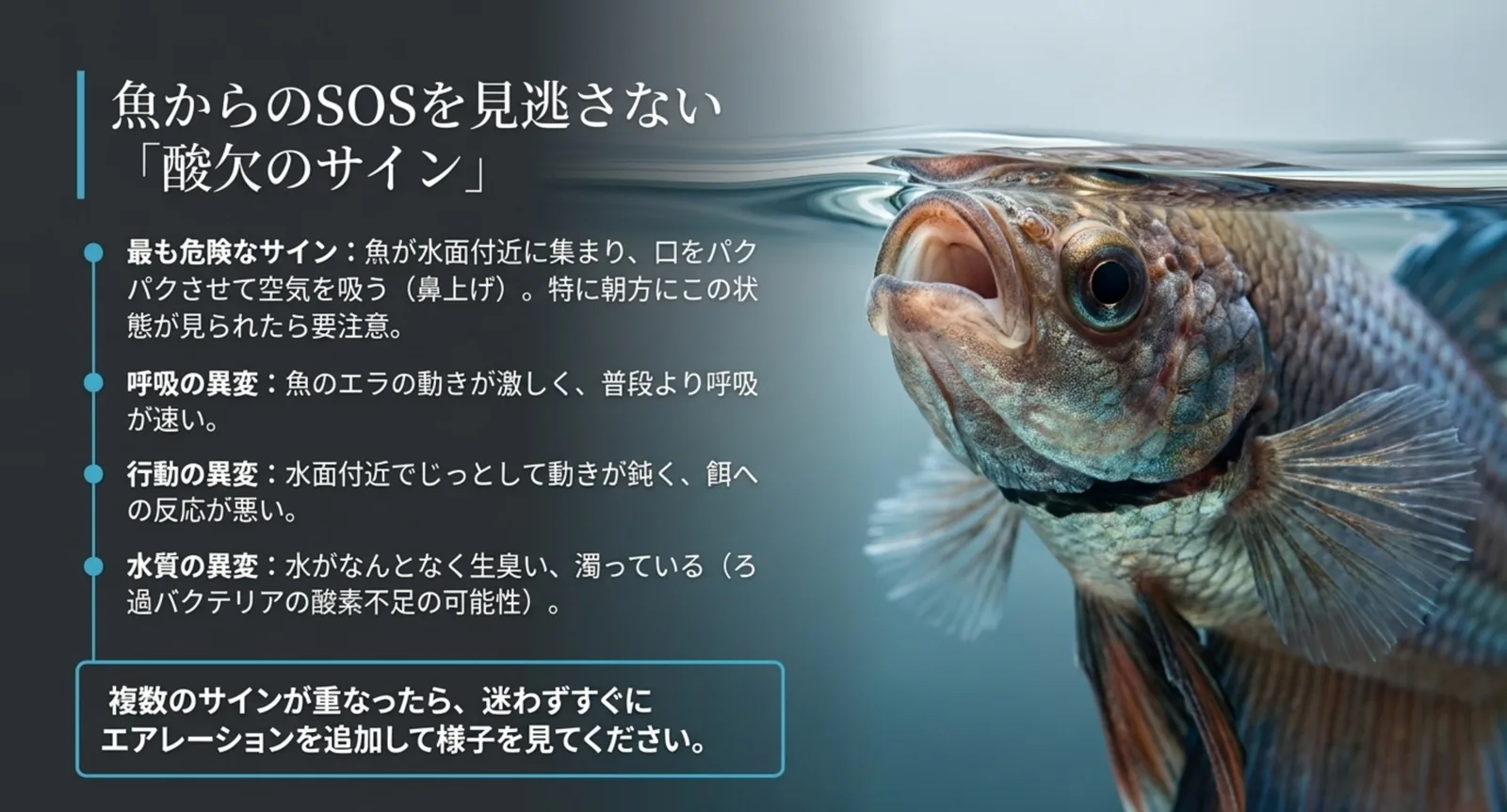 鼻上げ・呼吸の異変・行動の異変・水質の異変という酸欠のサインの図解