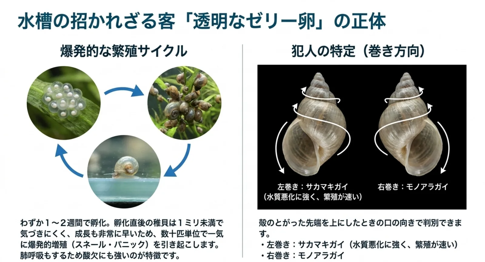 スネールの繁殖サイクルと、左巻きのサカマキガイ・右巻きのモノアラガイを比べた図