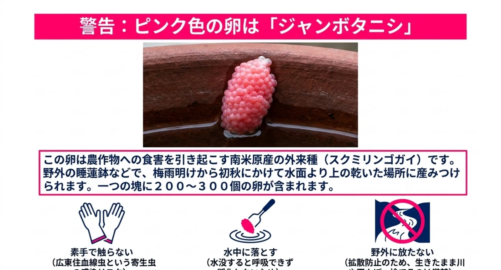 睡蓮鉢の縁に産みつけられたピンク色の卵塊と、素手で触らない・水中に落とす・野外に放たないという3つの注意点