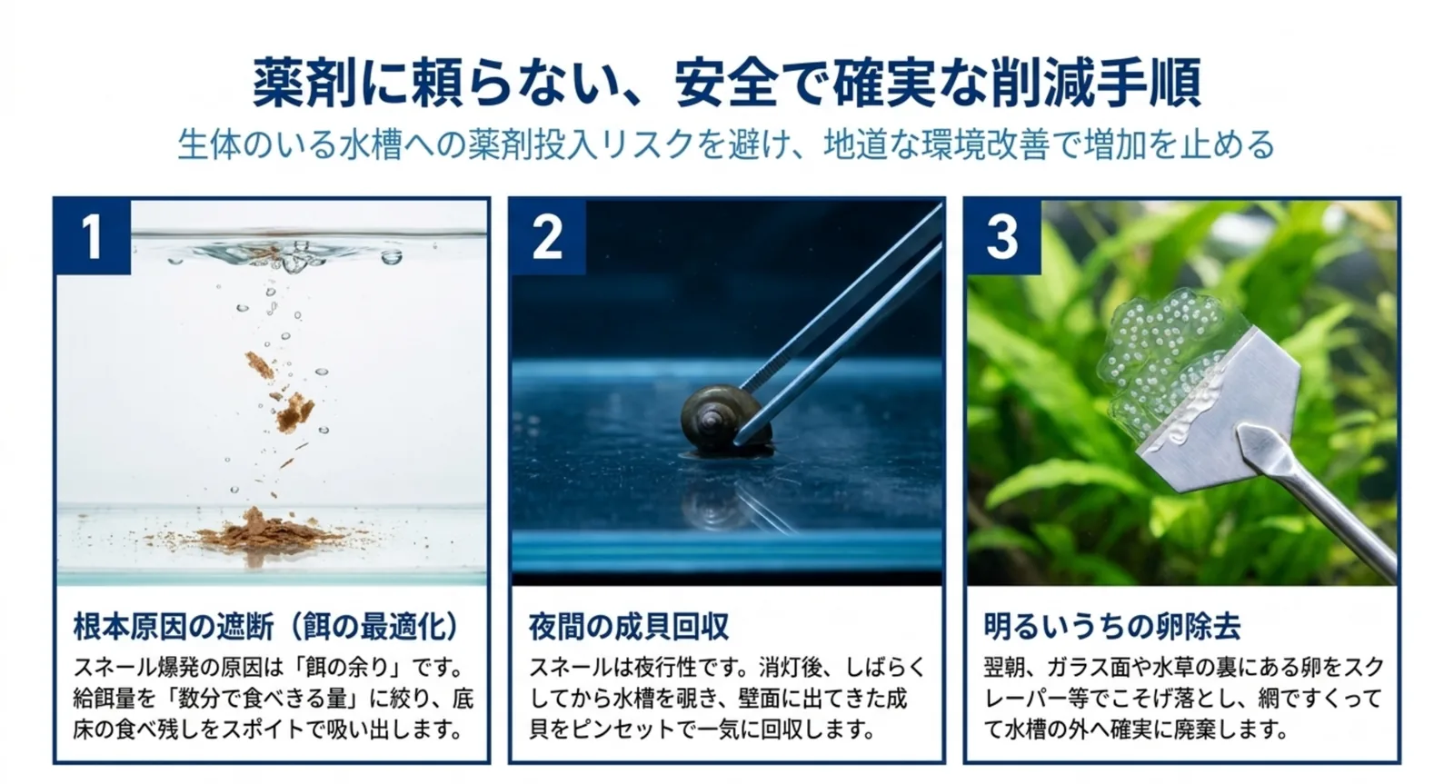 餌の量を絞る・夜間に成貝を回収する・明るいうちに卵を除去するという3段階の手順図