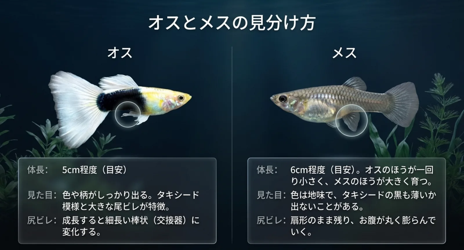 オスとメスの体長、色の出方、尻ビレの形の違いを並べて比較した図版