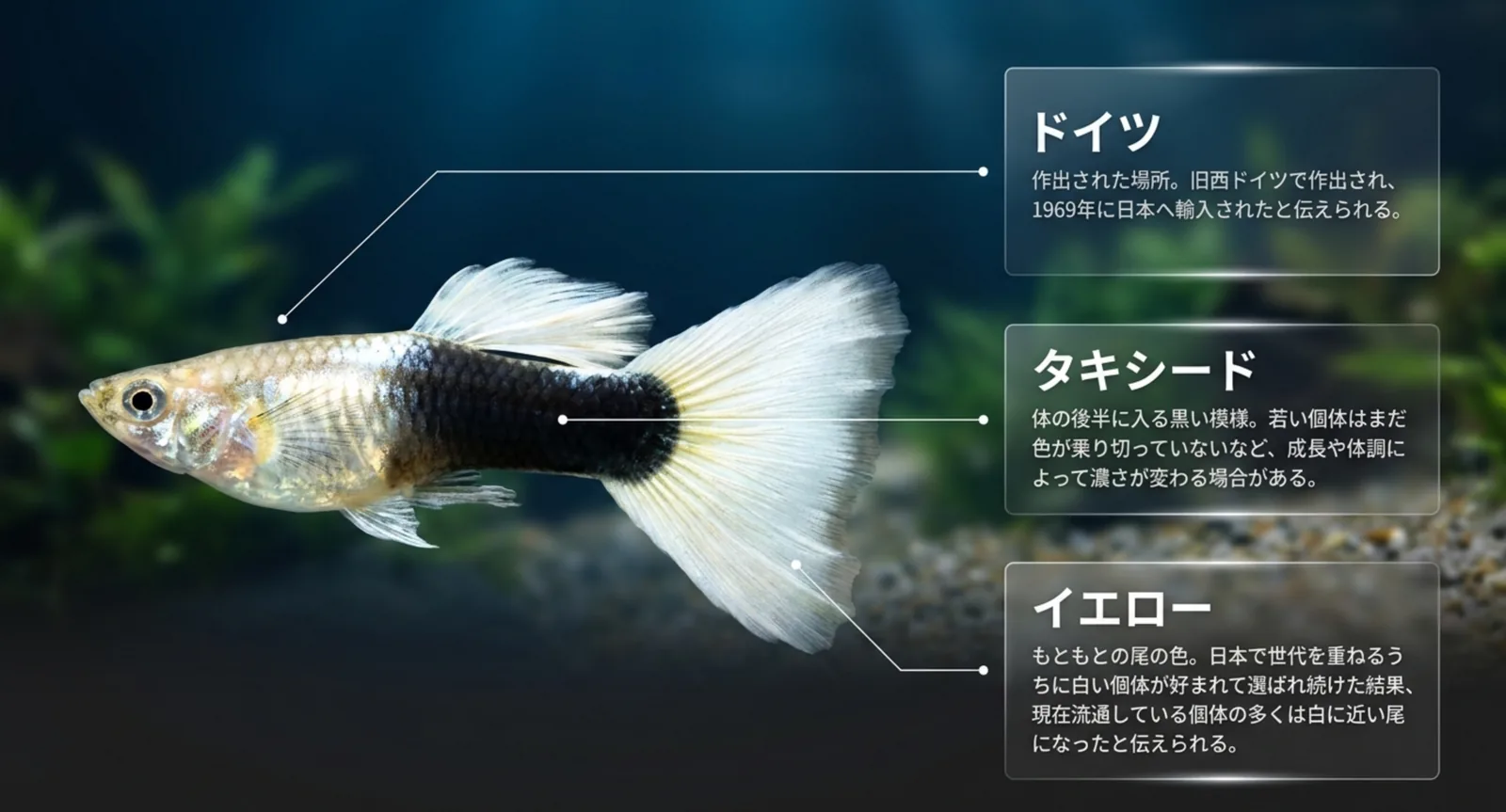 ドイツ、タキシード、イエローという名前の各要素が魚のどの部分を指すかを線で示した図版