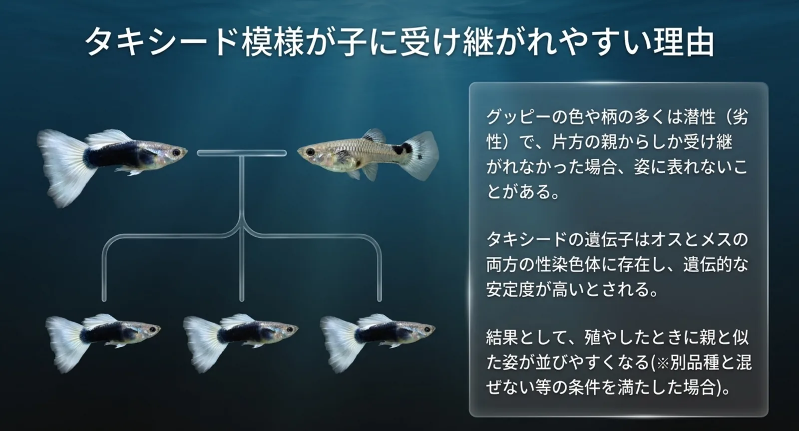 親から子へタキシード模様が受け継がれる関係を家系図のように示した図版