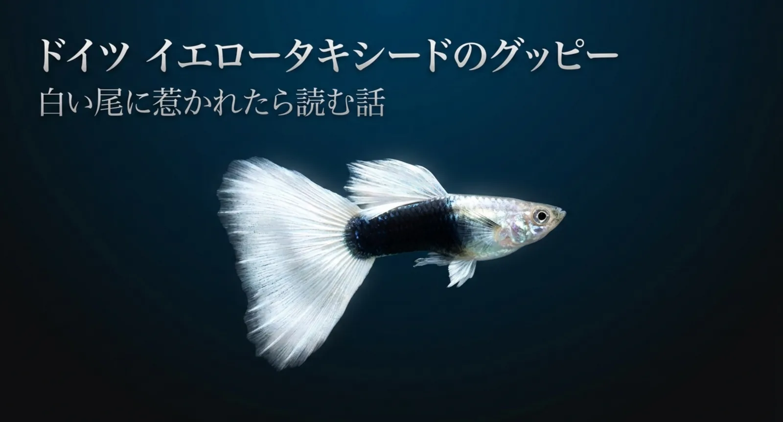 グッピーのドイツイエロータキシードとは｜特徴と値段・柄が受け継がれる理由